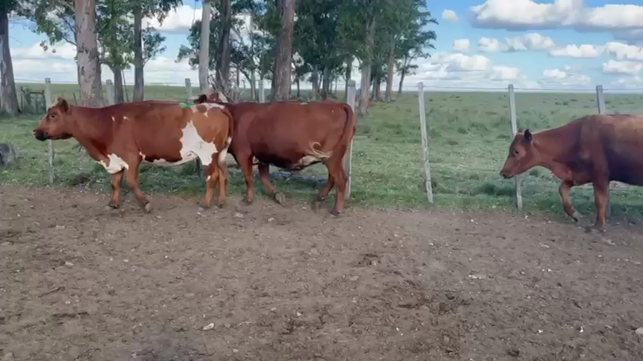 Lote VACAS PREÑADAS