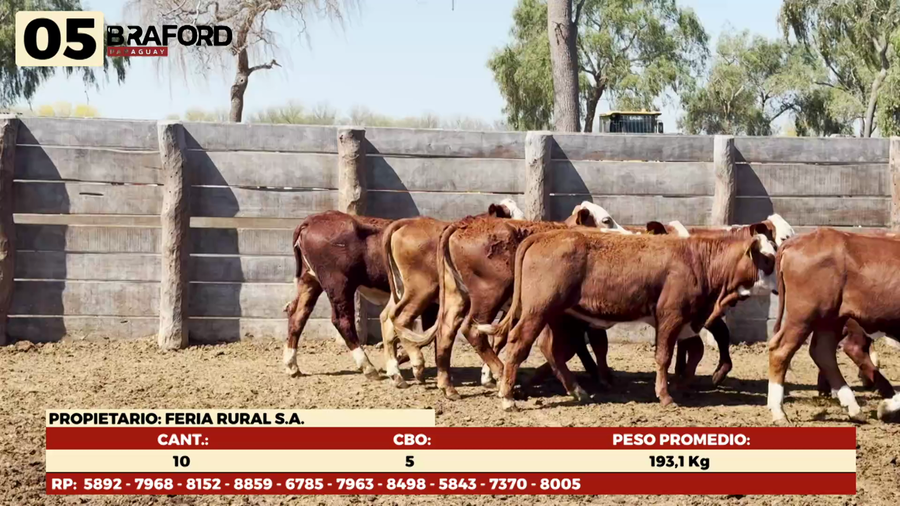 Lote LOTE 5 HEMBRAS TIPO BRAFORD