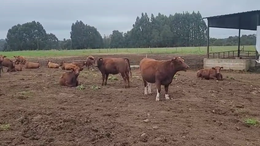 Lote 35 Vaquilla Engorda en Paillaco, XIV Región Los Ríos