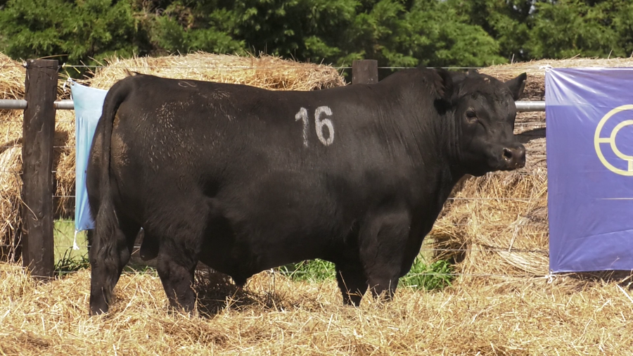 Lote TOROS ANGUS PURO CONTROLADO