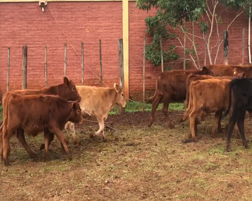 Lote 45 Terneros/as en Virasoro, Corrientes
