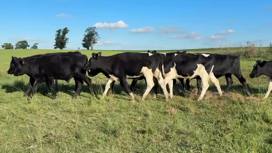 Lote NOVILLOS 1 a 2 AÑOS