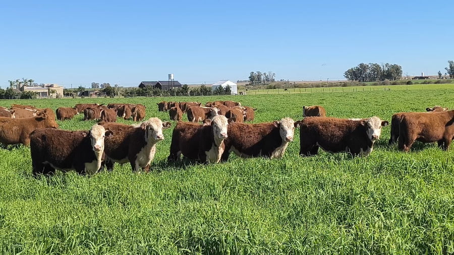 Lote 63 Terneros