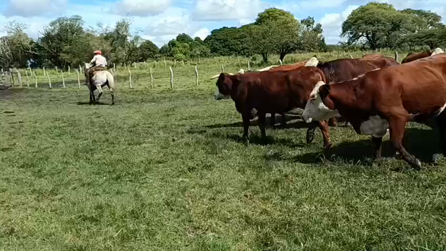 Lote 65 Vacas nuevas C/ gtia de preñez