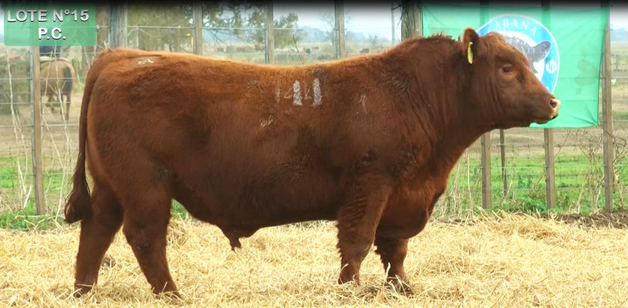 Lote TOROS PUROS CONTROLADOS