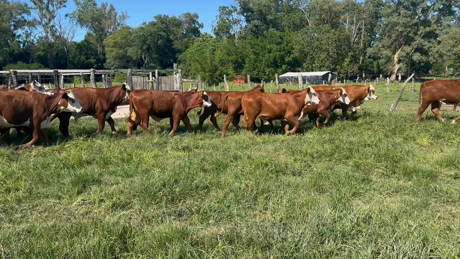 Lote 40 Novillitos