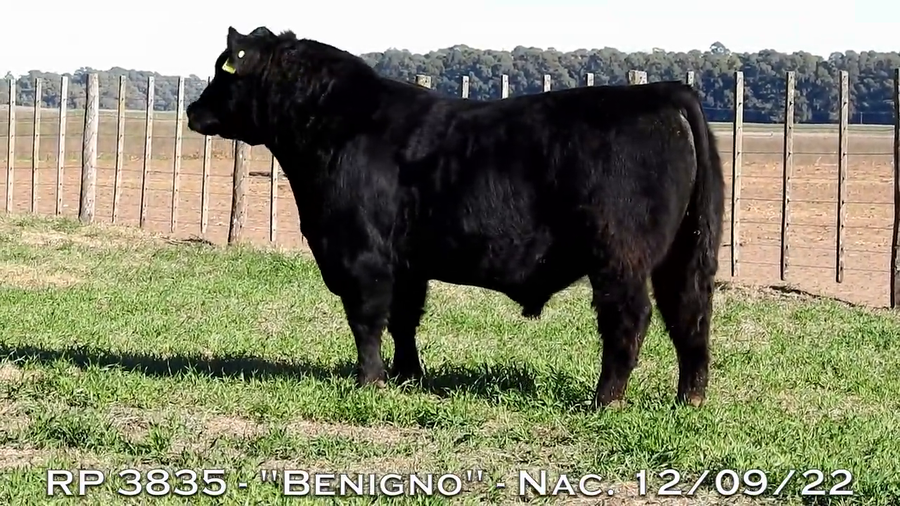 Lote TOROS PUROS DE PEDIGREE