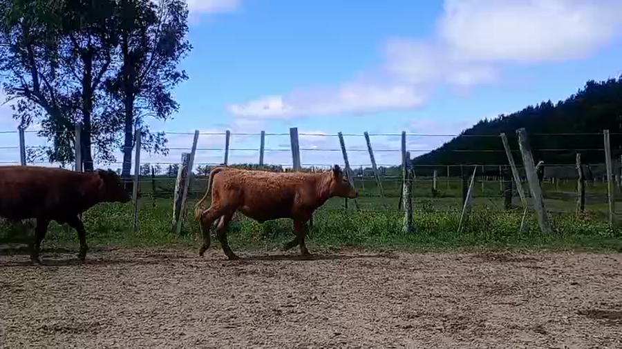 Lote 70 Terneras en Corrientes, Paso de Los Libres