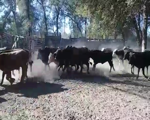 Lote 55 Novillitos en Monte Quemado, Santiago del Estero