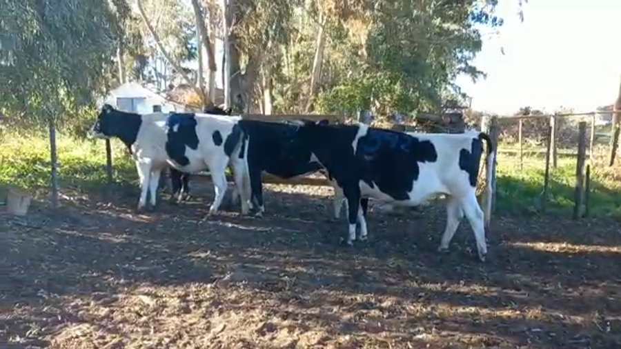Lote Vaquillonas Preñadas - Pangare