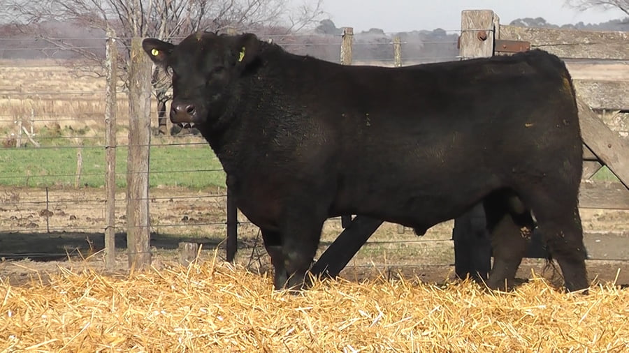 Lote TOROS PUROS POR CRUZA