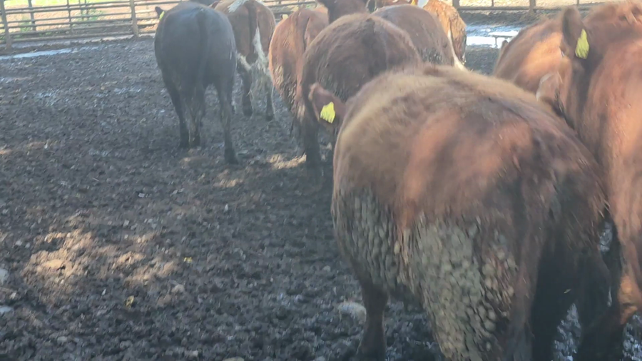 Lote 50 Vaquilla Gorda