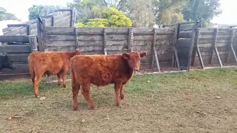 Lote 68 Terneros en 9 de Julio, Buenos Aires