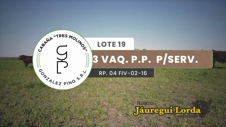 Lote 3 Vacas PP preñadas