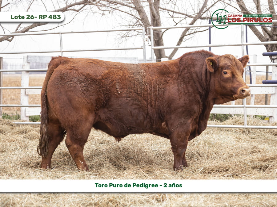 Lote TOROS PUROS DE PEDIGREE - INDIVIDUALES
