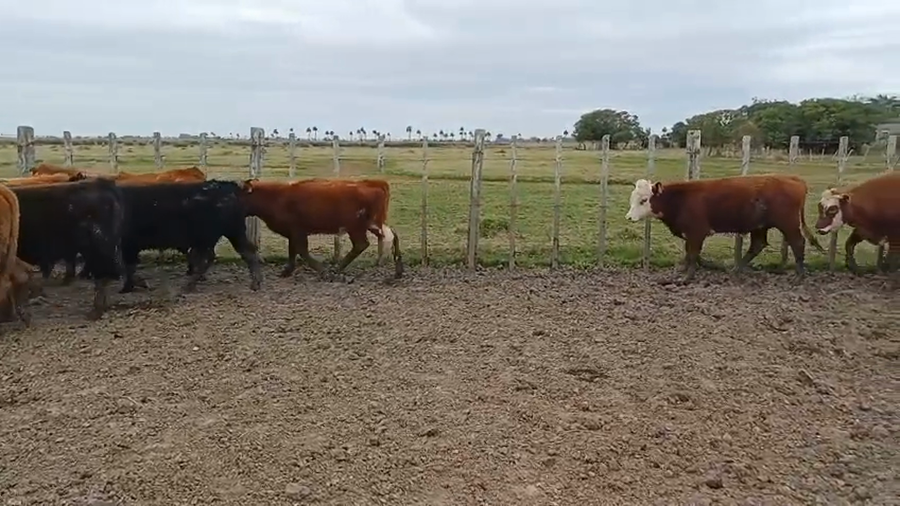 Lote 41 Terneros 8 AA,  8 RA,  3 NO X AA,  5 HE,  9 RA X HE,  5 AA X HE,  3 SH X RA a remate en 5º Remate Pantalla Bachino en RINCÓN BRAVO, CAMINO VECINAL A 9KM DE SAN LUIS, 63KM DE LASCANO Y 40KM DE CHUY
