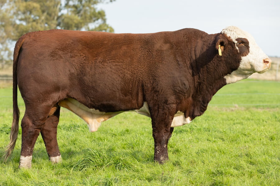 Lote Toros señal 22