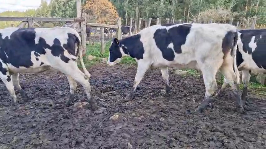 Lote 3 Vaca a remate en Pantalla Camy 450kg - , San José