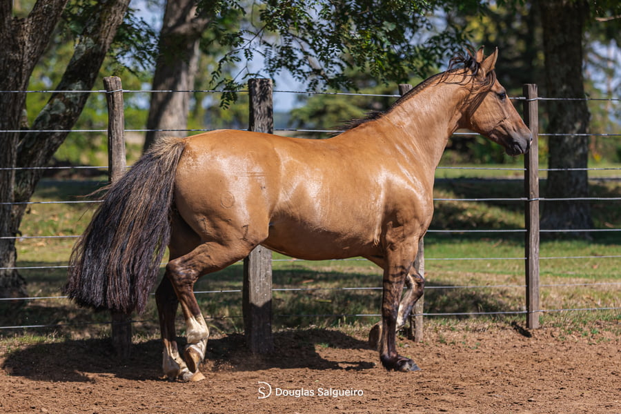 Lote INFANTA DE LA COLNA
