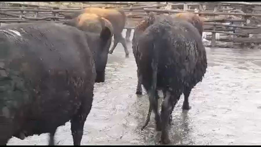 Lote 50 Vaquilla Gorda en VII  Región Maule, Yerbas Buenas