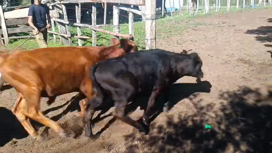 Lote 24 Terneros y Terneras