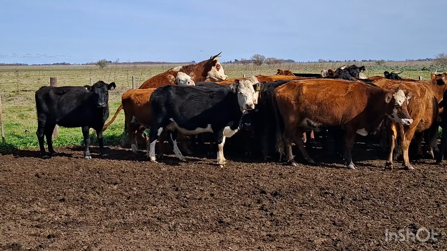 Lote 31 Vacas C/ gtia de preñez