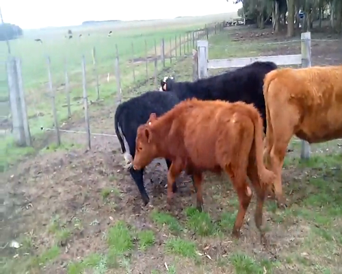 Lote 21 Terneros y Terneras en Flores