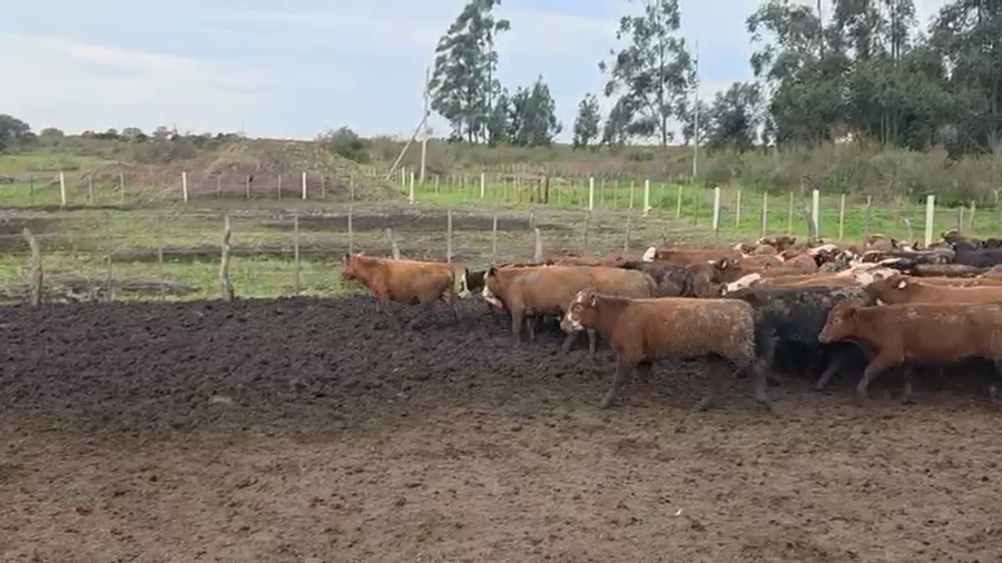 Lote 100 Terneros/as