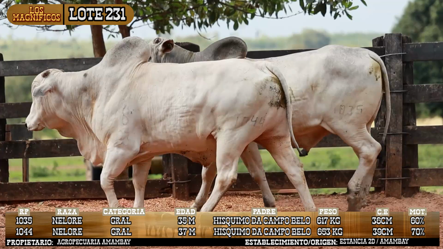 Lote LOTE 231 - VIVO