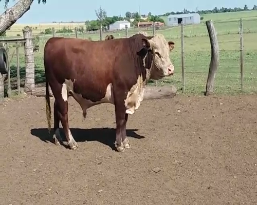 Lote Toros HE en RUTA 12