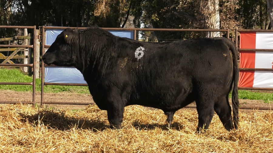 Lote TOROS ANGUS NEGROS PC
