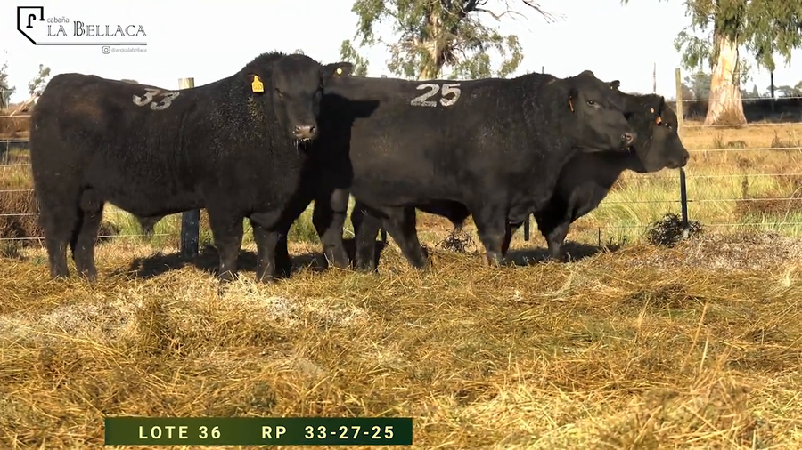 Lote TOROS PUROS CONTROLADOS