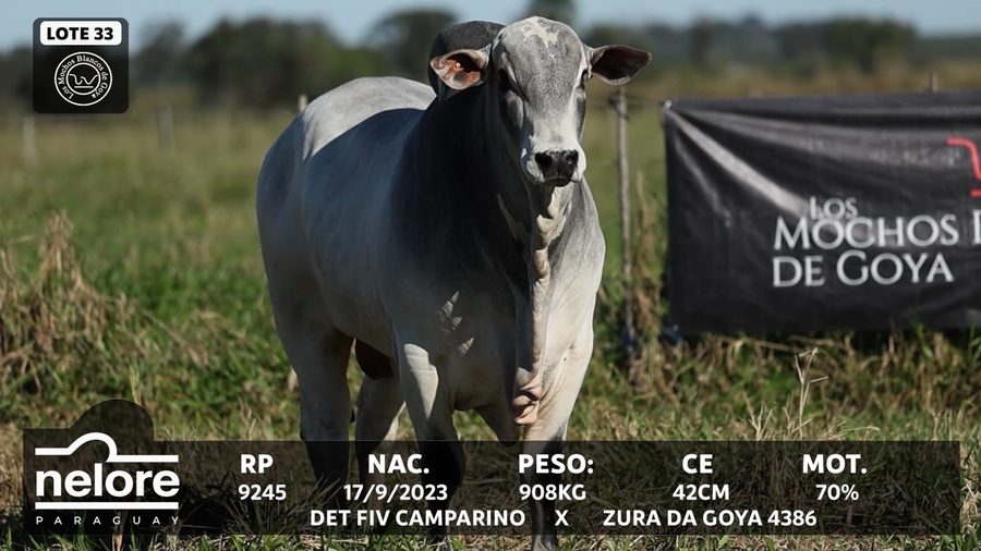 Lote LOTE 33