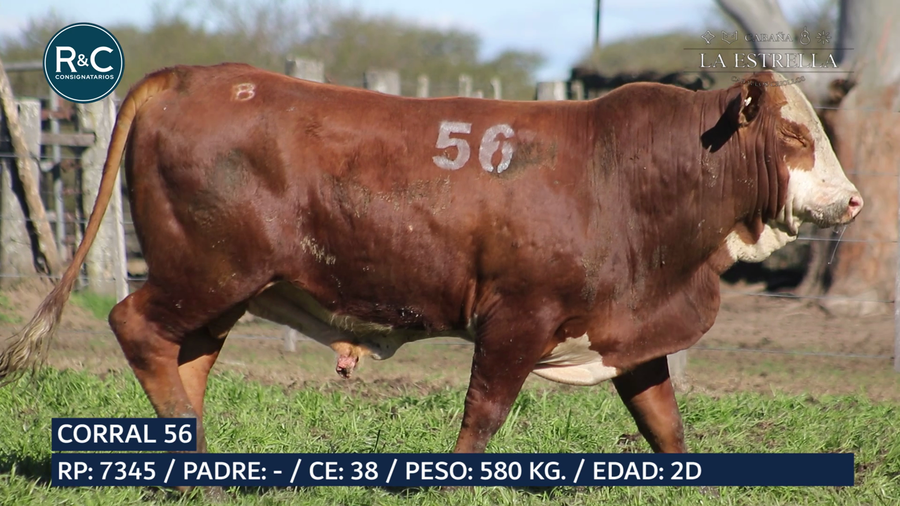 Lote Toro Braford