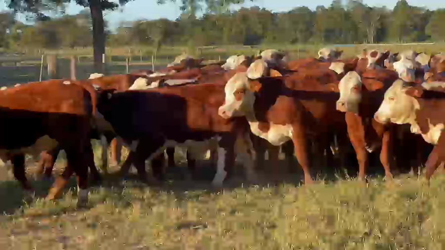 Lote 50 Novillitos