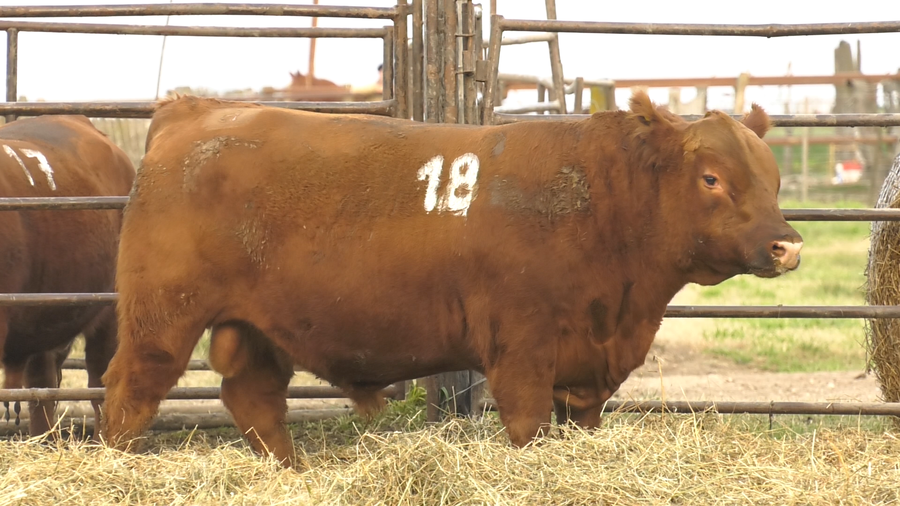 Lote TOROS ANGUS COLORADOS  PC