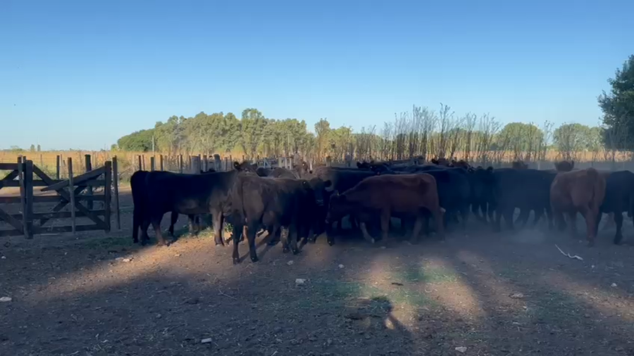 Lote 30 Vaquillonas C/ gtia de preñez