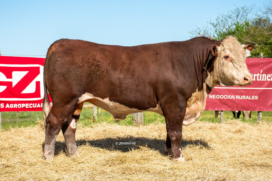 Lote TOROS SANTA MAGDALENA