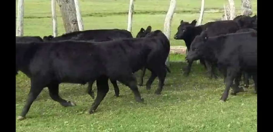 Lote 50 Terneros/as en Villaguay, Entre Ríos