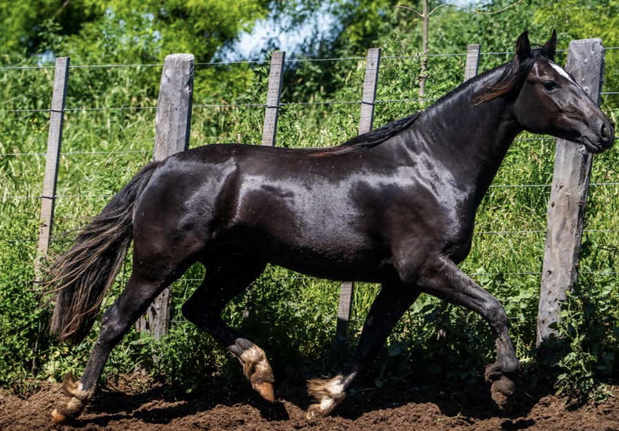 Lote DEL OESTE MILAGROSA