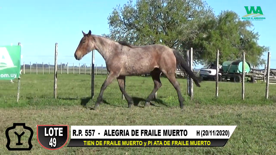 Lote ALEGRIA DE FRAILE MUERTO