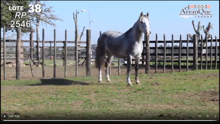 Lote 1 Yeguas Criollas Preñadas PP - Santa Anita, Entre Rios