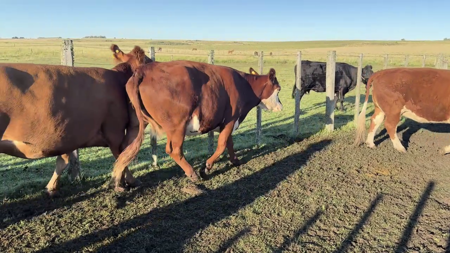 Lote VACAS PREÑADAS