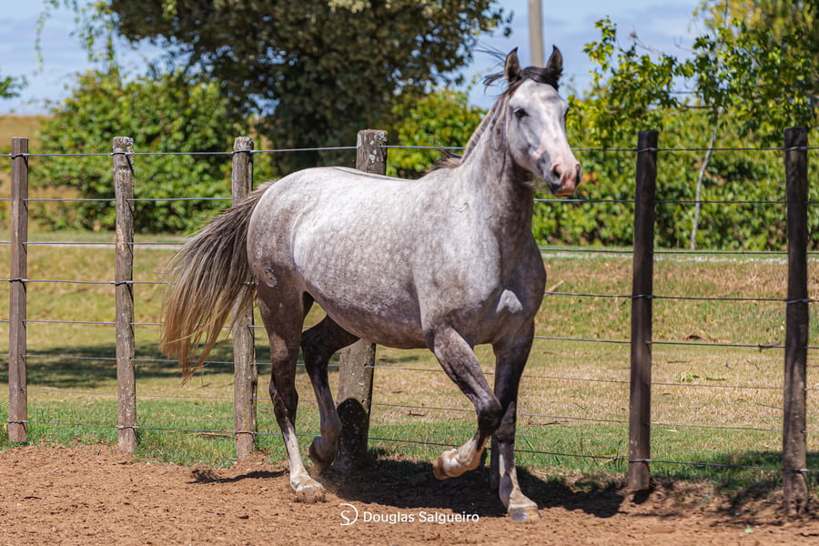 Lote MORENA BOCA PINTADA DE LA COLINA