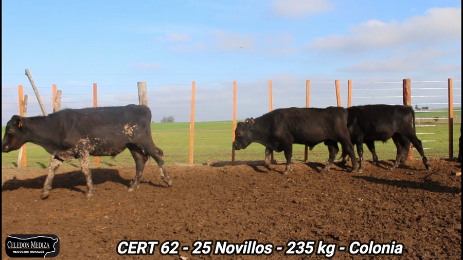 Lote 25 Novillos 1 a 2 años en La Horqueta, Colonia