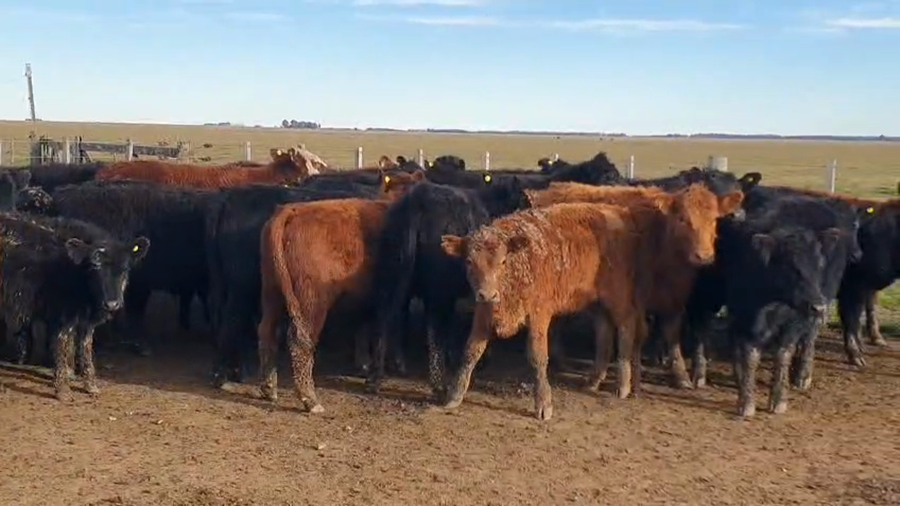 Lote 69 Terneras en Olavarría