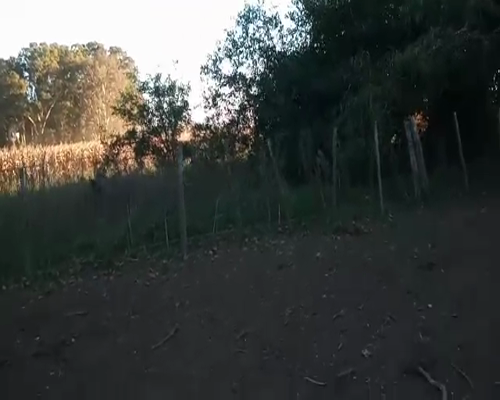 Lote 90 Terneros en Chascomús, Buenos Aires