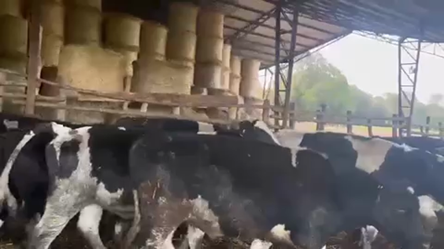 Lote 40 Novillo Gordo en Llanquihue, X Región Los Lagos