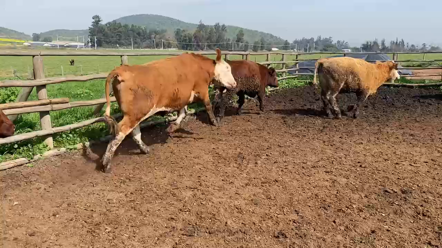 Lote 20 Novillo Gordo en Melipilla, Región Metropolitana