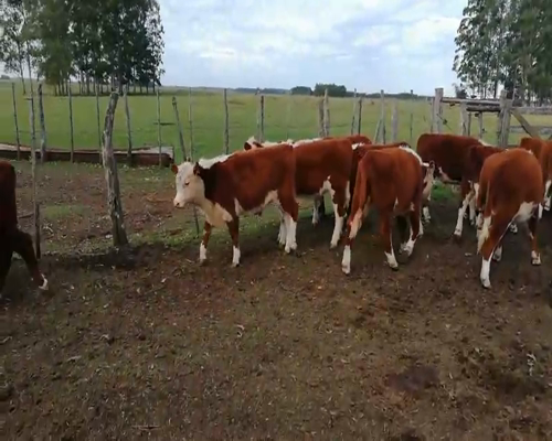 Lote 80 Terneros/as en Concordia, Entre Ríos